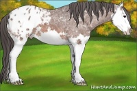 Horse Color:Bay Ice Sabino Splash Appaloosa