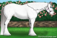 Horse Color:Black Sabino Splash Tobiano Appaloosa