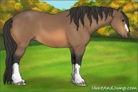 Horse Color:Buckskin 