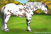 Horse Color:Bay Splash Tobiano Rabicano