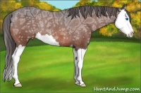 Horse Color:Bay Ice Sabino Splash Appaloosa Rabicano 