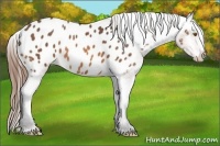 Horse Color:Buckskin Appaloosa 