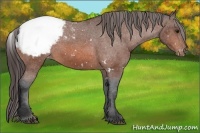 Horse Color:White Spotted Bay Snowcap 