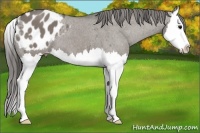 Horse Color:Grullo Sabino Splash Blanket 