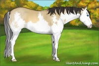 Horse Color:Bay Dun Sabino Splash 