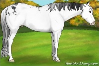 Horse Color:Black Sabino Splash 
