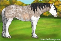 Horse Color:Buckskin Ice Sabino Splash