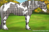 Horse Color:Plaid  Black Sabino Splash Tobiano Appaloosa 