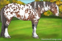 Horse Color:White Spotted Bay Sabino Appaloosa 