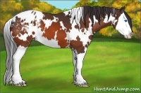 Horse Color:White Spotted Bay Sabino Splash Varnish