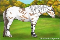 Horse Color:White Spotted Bay Splash Tobiano Appaloosa 