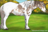 Horse Color:White Spotted Bay Splash Tobiano Appaloosa 