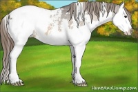 Horse Color:White Spotted Bay Splash Appaloosa 
