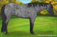 Horse Color:Blue Roan
