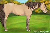 Horse Color:Amber Champagne 