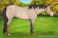 Horse Color:Amber Champagne Roan