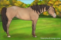 Horse Color:Amber Champagne