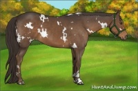 Horse Color:White Spotted Liver Chestnut 