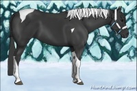 Horse Color:Black Tobiano