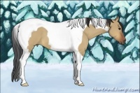 Horse Color:Bay Dun Tobiano 