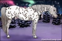 Horse Color:Liver Chestnut Appaloosa 