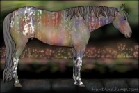 Horse Color:Bay Appaloosa  and Painted Nacre Brown 