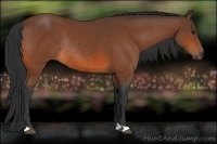 Horse Color:Bay Rabicano 
