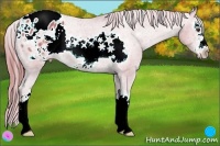 Horse Color:Watercolor Chestnut Sabino Splash Frame Appaloosa