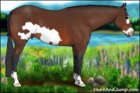 Horse Color:Bay Frame 