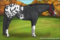 Horse Color:Black Appaloosa 