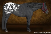 Horse Color:Black Appaloosa Rabicano 