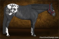 Horse Color:Black Appaloosa Rabicano 