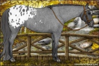 Horse Color:Blue Roan Appaloosa Rabicano 