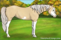 Horse Color:Silver Classic Champagne Dun Splash Frame