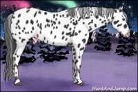Horse Color:Liver Chestnut Near Leopard