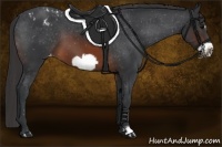 Horse Color:Brown Frame Appaloosa 