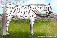 Horse Color:Liver Chestnut Appaloosa