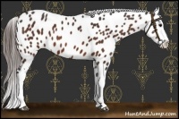 Horse Color:Brown Splash Near Leopard 
