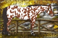 Horse Color:Bay Near Leopard 