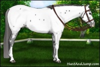 Horse Color:Black Appaloosa Rabicano 