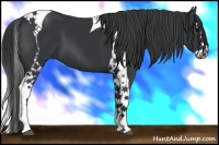 Horse Color:Black Splash Tobiano