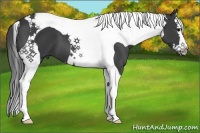 Horse Color:Smoky Black Splash Tobiano 