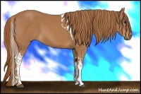 Horse Color:Chestnut Tobiano 