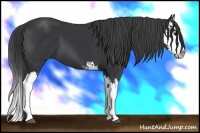 Horse Color:Black Splash 
