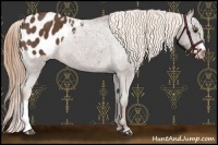 Horse Color:Liver Chestnut Appaloosa Rabicano