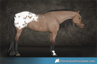 Horse Color:Liver Red Dun Appaloosa 