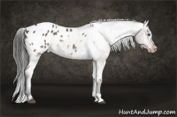 Horse Color:Liver Red Dun Appaloosa