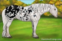 Horse Color:Silver Black Appaloosa 