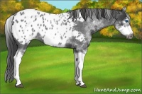 Horse Color:White Spotted Blue Roan Splash Frame Appaloosa 