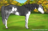 Horse Color:Black Splash